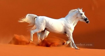 Animal Painting - caballos blancos en el desierto